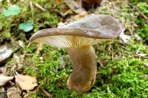 Lactarius lignyotus.jpg